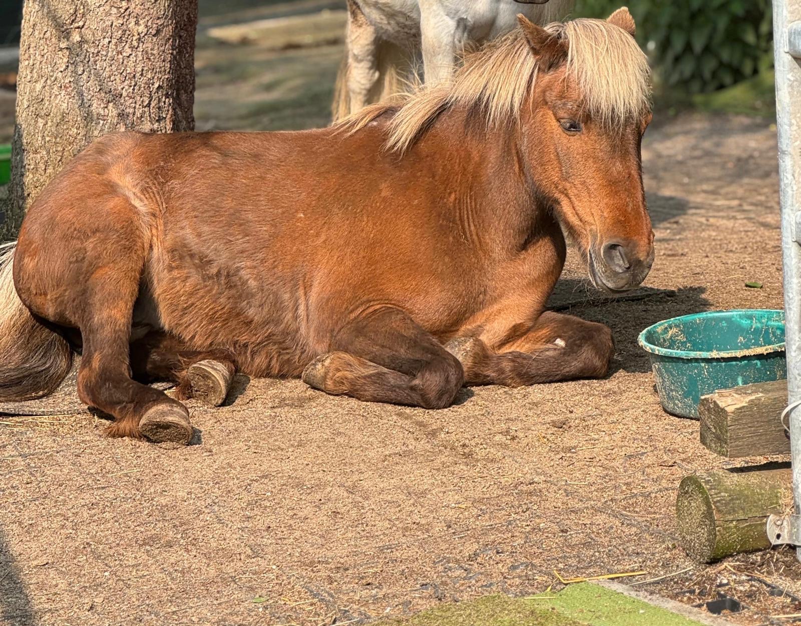 Pony Lotta